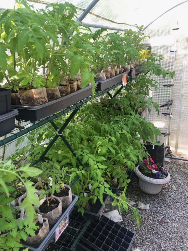 greenhouse tomatoes